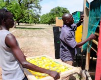 Séchage solaire des mangues et autres fruits (Mali)