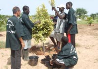 Production de légumes bio à l’école de Kaydara (Sénégal)